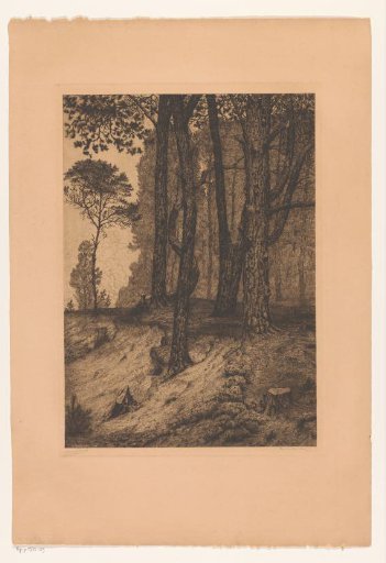Edge of the forest