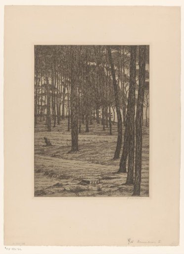 Pine forest I