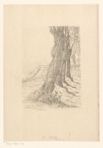 Row of trees near a dune