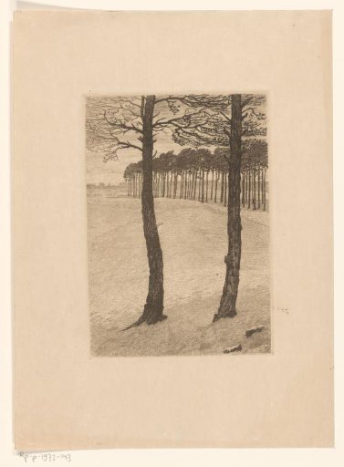 Pine trees in dune landscape