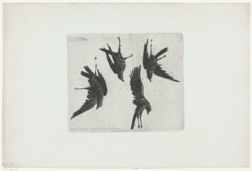 Four Dead Crows Hanging on a Wall