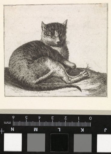 Lying cat