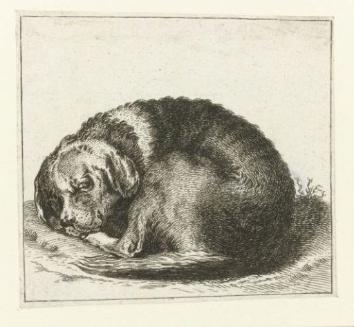 Lying dog with spots