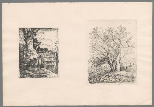 Trees along a path