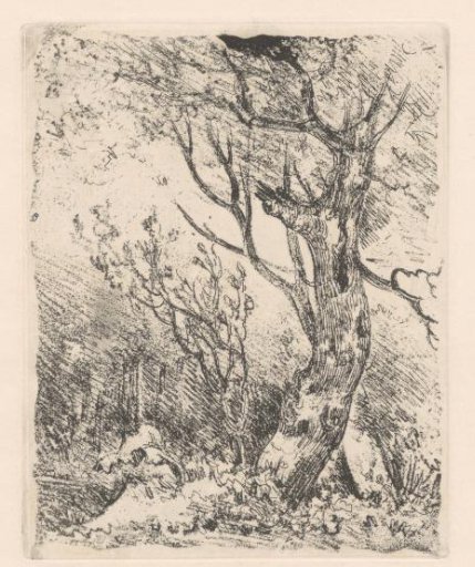 Tree with Bare Branches