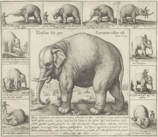 Tame Elephant