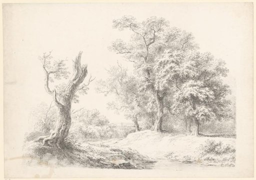 Forest landscape with a broken tree on the left