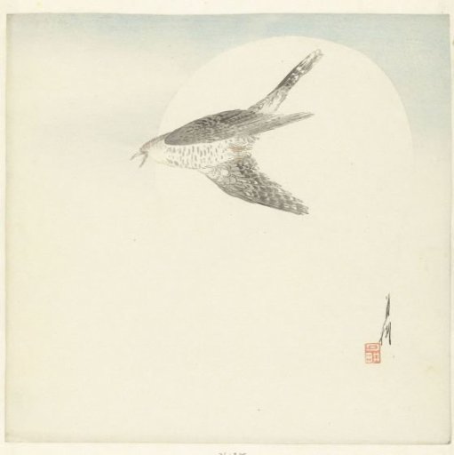 Cuckoo Flying at Full Moon