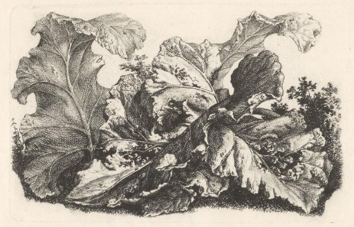 Leaves of the great burdock