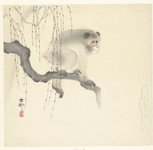 Monkey on a Tree Branch