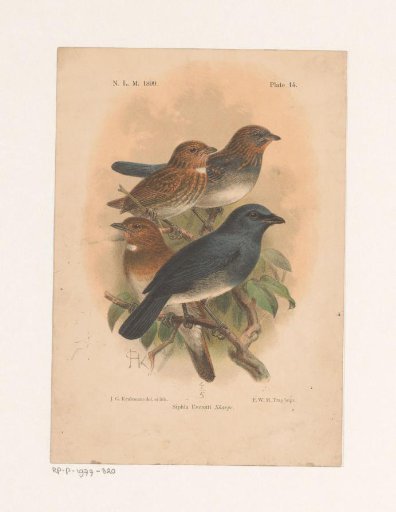 Four Birds on a Branch