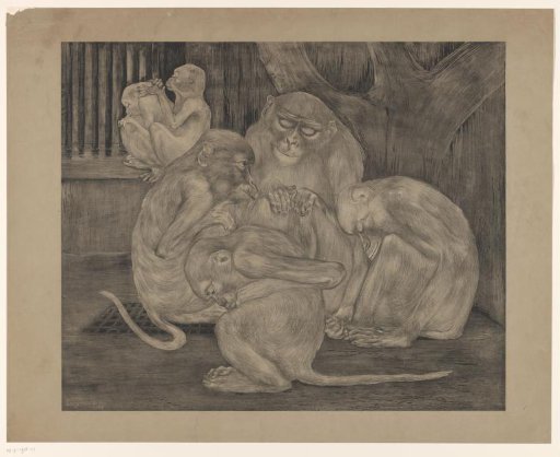 Five monkeys in a cage
