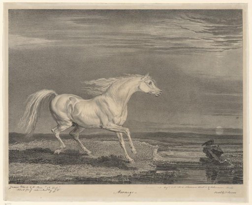 Horse portrait of Marengo
