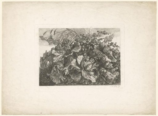 Plants and leaves