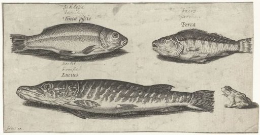 Pike, Perch, Zander and a Frog
