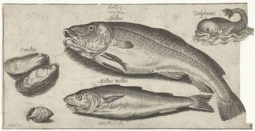 Cod, Whiting, a Dolphin and Shells