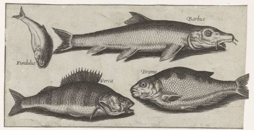 Perch, Barbel, Bream and a Tench