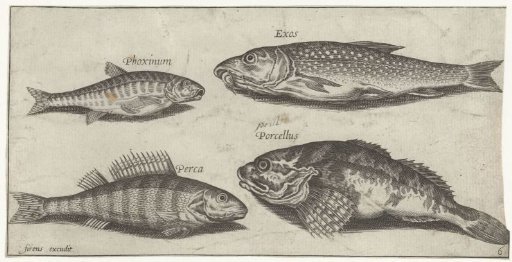 Carp, Roach, Catfish and a Perch