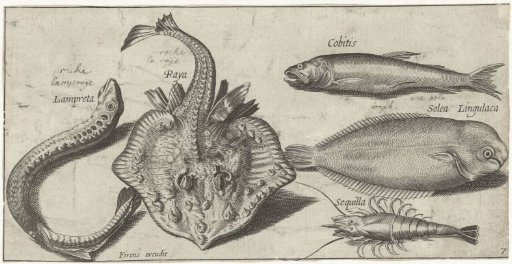 Ray, Sea Pout, Shrimp and Two Other Fishes