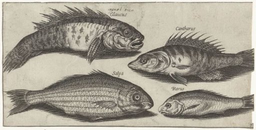 Gurnard, Perch, Goby and an Unknown Fish