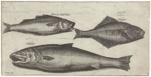 Sea Bass, Turbot and a Salmon