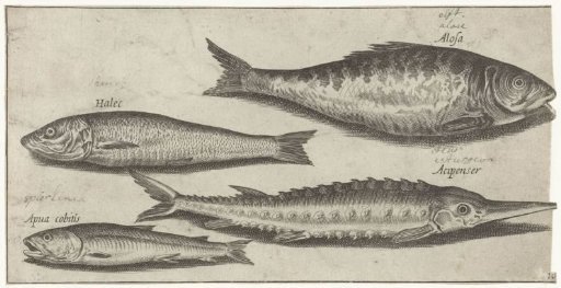 Elver, Sturgeon, Sprat and a Herring
