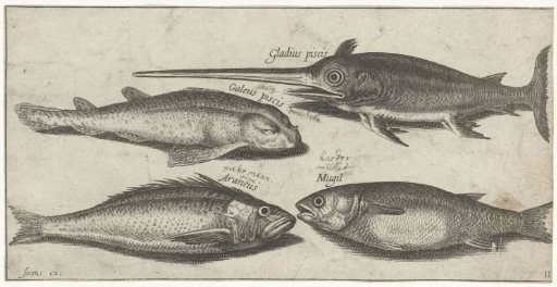Swordfish, Pollack, Catshark and a Pilot Fish