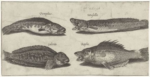Forked Cod, Tooth Perch, Horned Blenny and a Black Fish