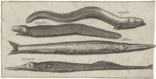 Conger, Pipefish, Eel and a Eel