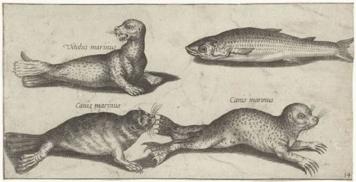 Two Seals, a Sea Lion and a Pollack