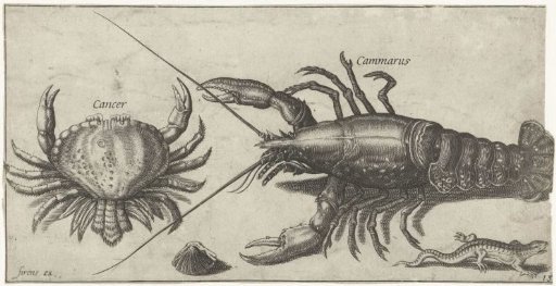 Lobster, Crab, Salamander and a Shell