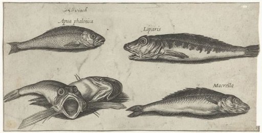 Bream, Mackerel, Two Pomfrets and a Blenny