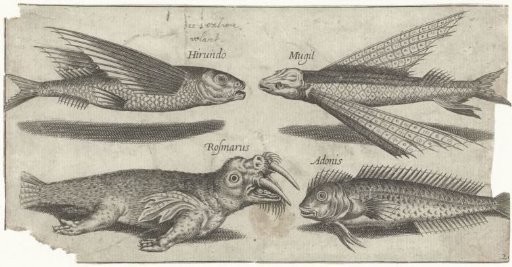 Flying Gurnard, Lumpfish, Blenny and a Walrus