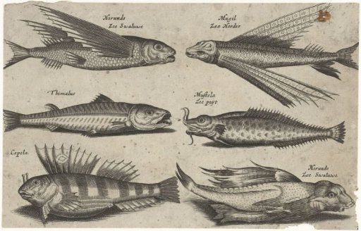 Two Flying Gurnards, Lumpfish, Pollack, Blenny and an Unknown Fish
