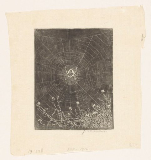 Cross Spider in its Web