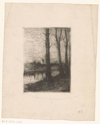 Trees along a canal