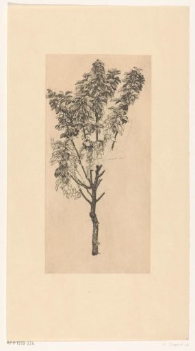 Cherry tree