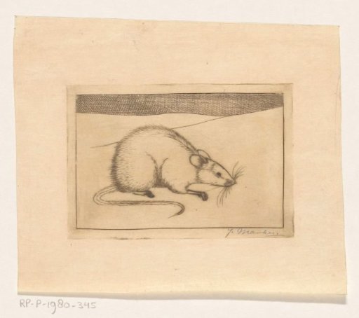 Mouse