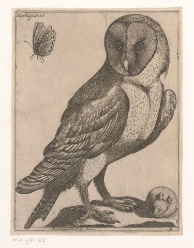 Barn owl