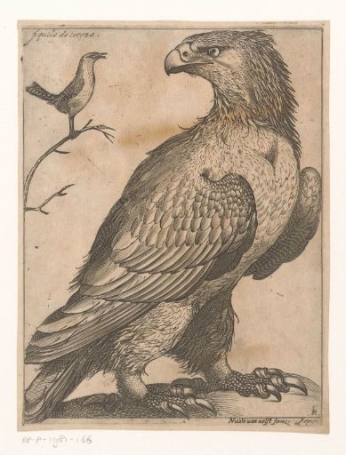 Eagle