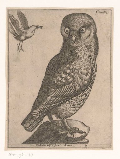 Screech owl