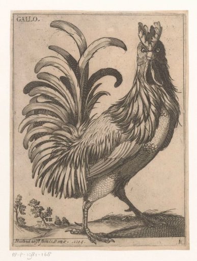 Rooster