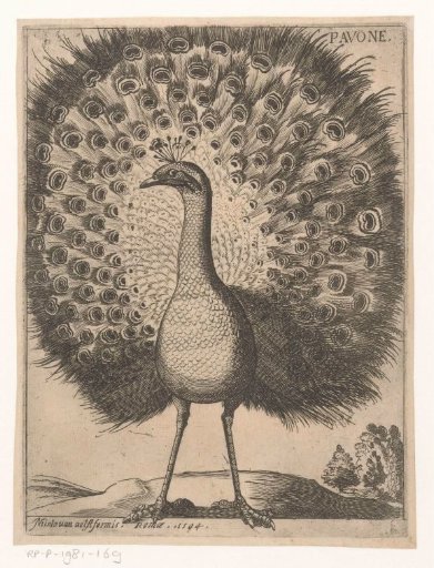 Peacock