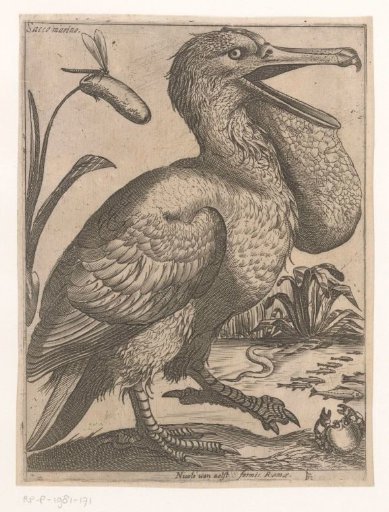 Waterfowl