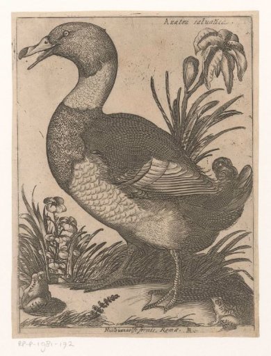 Duck