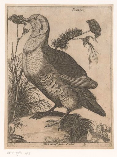 Partridge