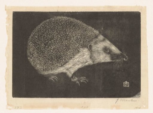 Hedgehog