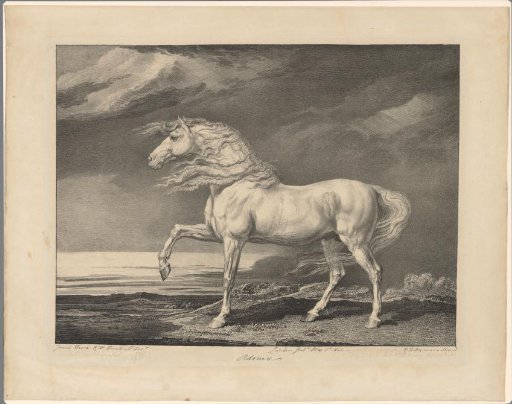 Horse portrait of Adonis