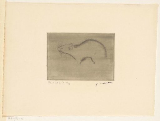 Rat