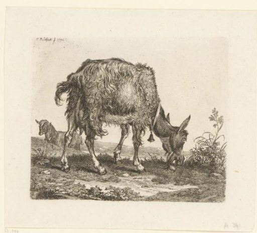 Grazing goat